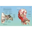 Анатомия человека 360°. Иллюстрированный атлас. Джейми Роубак. Фото 8