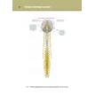 Анатомия человека. Атлас. В 3-х томах. Том 3. Неврология, эстезиология. Лев Львович Колесніков. Фото 2