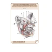 Анатомія людини. Спланхнологія (49 карток). М. О. Тимофєєва. В. Н. Ніколенко. М. Р. Сапин. Фото 4