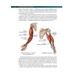 Анатомия силовых упражнений с использованием в качестве отягощения собственного веса. Брет Контрерас. Фото 10