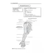 Анатомия скелета. О. А. Гурова. В. И. Козлов. Фото 19