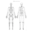 Анатомия йоги: атлас-раскраска. Визуальный гид по телу — от структуры к осознанной практике. Келли Солоуэй. Фото 6