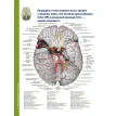 Атлас анатомії головного мозку. Наочне керівництво для вивчення анатомії ЦНС. Джозеф Ханавей. Мохтар Х. Гадо. Томас А. Вулсі. Фото 16