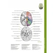 Атлас анатомії головного мозку. Наочне керівництво для вивчення анатомії ЦНС. Джозеф Ханавей. Мохтар Х. Гадо. Томас А. Вулсі. Фото 17