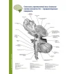 Атлас анатомії головного мозку. Наочне керівництво для вивчення анатомії ЦНС. Джозеф Ханавей. Мохтар Х. Гадо. Томас А. Вулсі. Фото 18