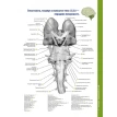 Атлас анатомії головного мозку. Наочне керівництво для вивчення анатомії ЦНС. Джозеф Ханавей. Мохтар Х. Гадо. Томас А. Вулсі. Фото 21
