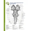 Атлас анатомії головного мозку. Наочне керівництво для вивчення анатомії ЦНС. Джозеф Ханавей. Мохтар Х. Гадо. Томас А. Вулсі. Фото 22