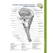 Атлас анатомії головного мозку. Наочне керівництво для вивчення анатомії ЦНС. Джозеф Ханавей. Мохтар Х. Гадо. Томас А. Вулсі. Фото 23