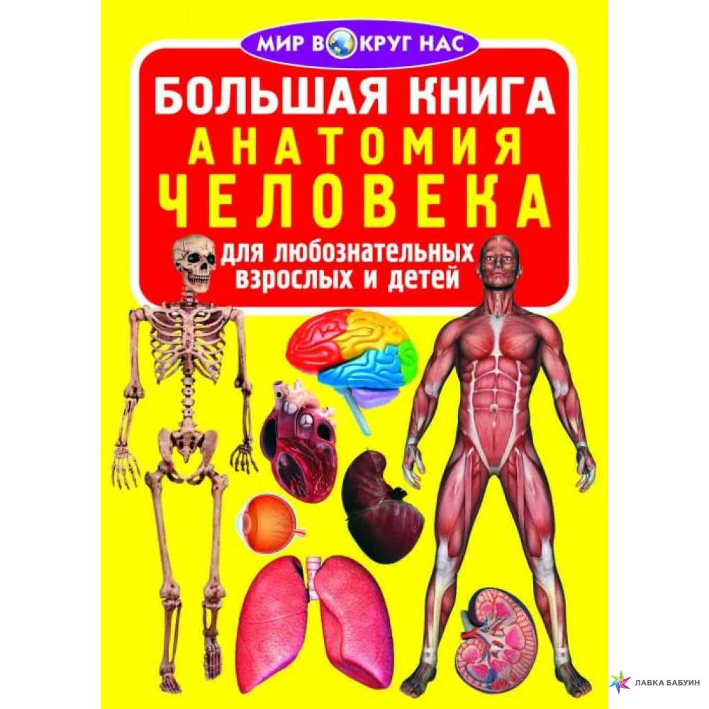 1с книги купить. Книга анатомия человека для детей. Книжка анатомия для детей. Мир вокруг нас большая книга анатомия человека. Энциклопедия по анатомии для детей.