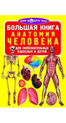 Большая книга. Анатомия человека. Для любознательных взрослых и детей. Олег Владимирович Завязкин