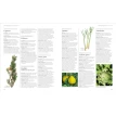 Encyclopedia of Herbal Medicine. Эндрю Шевалье. Фото 9