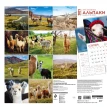 Эти забавные альпаки. Календарь настенный на 16 месяцев на 2021 год. Фото 3
