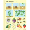 First Sticker Book: Fruit & Vegetables. Ханна Уотсон. Фото 7
