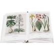 Basilius Besler's Florilegium. The Book of Plants. Клаус Вальтер Литтгер (Klaus Walter Littger). Фото 5