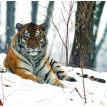 Год тигра. Фотографии Валерия Малеева. Календарь настенный на 2022 год (300х300 мм). Фото 4