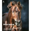 Horses Dreaming (Сны о лошадях) 2020. Фото 1
