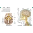 Human Anatomy. The Definitive Visual Guide. Фото 3