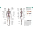 Human Anatomy. The Definitive Visual Guide. Фото 4