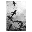 Императоры глубин. Акулы: Самые загадочные, недооцененные и незаменимые стражи океана. Уильям Маккивер. Фото 4