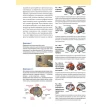 Интеллект. Упражнения и задания по японской системе развития мозга. Рюта Кавашима. Фото 4