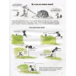 Кошки. О чем говорят животные. Секретная энциклопедия. Франсуа Муту. Софи Жансем. Фото 5