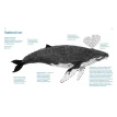Книга о китах. Андреа Антинори. Фото 9