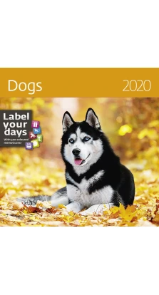 Dogs (Собаки) 2020