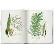 Martius. The Book of Palms. Ганс Вальтер Лак (H. Walter Lack). Фото 5