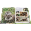 Моя большая книга о детенышах животных. Мари-Лаура Бойе. Филипп Симон. Фото 3