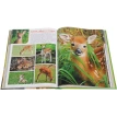 Моя большая книга о детенышах животных. Мари-Лаура Бойе. Филипп Симон. Фото 5