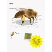 Усе про бджіл... і не тільки. Жак Гишар. Ксенар Кароль  . Фото 7