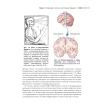 Нейронауки. Исследование мозга. Том 1. Барри В. Коннорс. Майкл А. Парадизо. Марк Ф. Беар. Фото 10