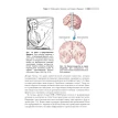 Нейронауки. Исследование мозга. Том 1. Барри В. Коннорс. Майкл А. Парадизо. Марк Ф. Беар. Фото 14