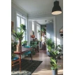 Норвежский сад. Красивые и выносливые растения для городской квартиры. Андерс Рёйнеберг. Фото 5