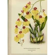 Орхидеи. Линдения - иконография орхидей. Фото 3
