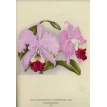 Орхидеи. Линдения - иконография орхидей. Фото 4