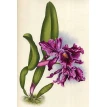 Орхидеи. Линдения - иконография орхидей. Фото 6