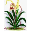Орхидеи. Линдения - иконография орхидей. Фото 7