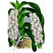 Орхидеи. Линдения - иконография орхидей. Фото 8