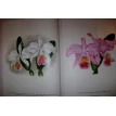Орхидеи. Линдения - иконография орхидей. Фото 10