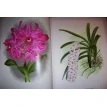 Орхидеи. Линдения - иконография орхидей. Фото 12