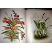 Орхидеи. Линдения - иконография орхидей. Фото 15