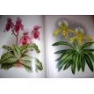 Орхидеи. Линдения - иконография орхидей. Фото 17