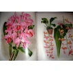 Орхидеи. Линдения - иконография орхидей. Фото 18