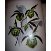 Орхидеи. Линдения - иконография орхидей. Фото 20