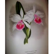 Орхидеи. Линдения - иконография орхидей. Фото 21
