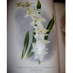 Орхидеи. Линдения - иконография орхидей. Фото 22