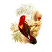 Птицы Новой Гвинеи. Художник Джон Гульд. Фото 2