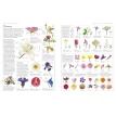The Royal Horticultural Society A-Z Encyclopedia of Garden Plants. Фото 3