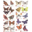 Самые красивые бабочки. Наглядный карманный определитель. Ксения Митителло. Фото 4
